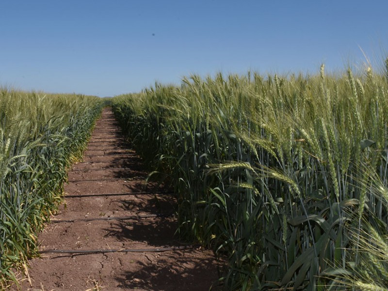 En incertidumbre productores por bajas temperaturas