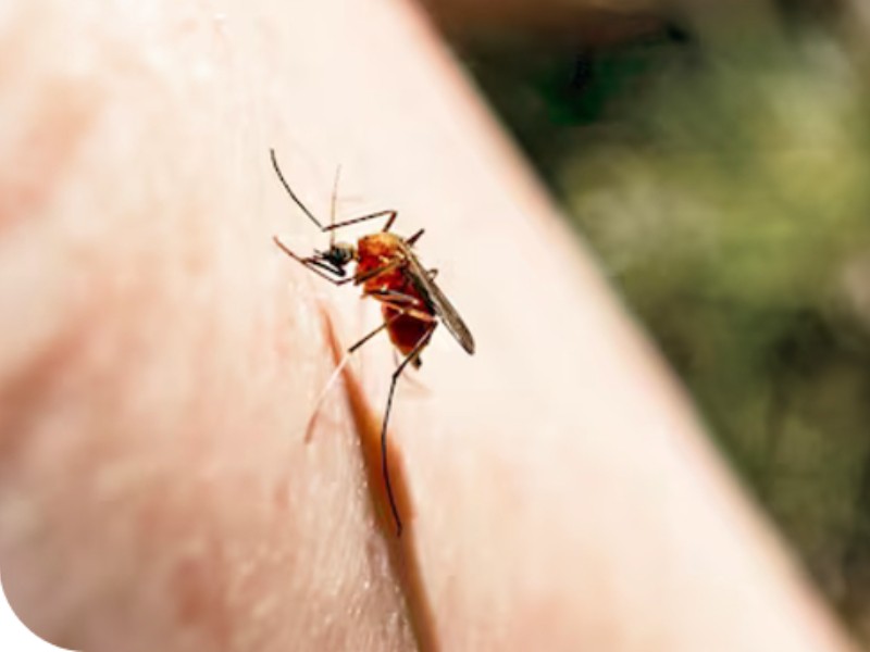 Sin defunciones en Sonora en 2025