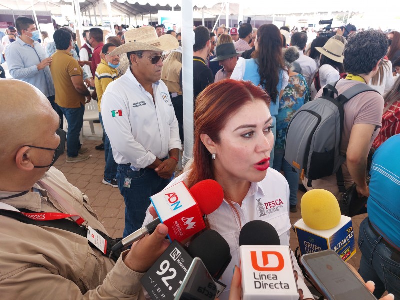 Sin detectar camarón ecuatoriano en Sinaloa