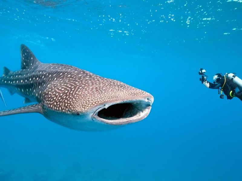 Sin fecha para inicio de temporada de Tiburón Ballena