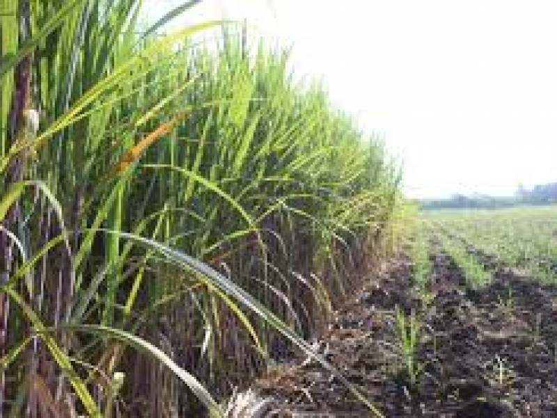 Sin fertilizantes inicia la siembra de caña en Calipan 