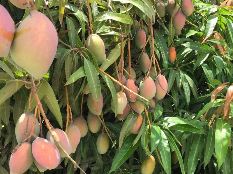 Sin freno robo hormiga de mango en Ahome