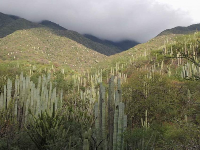 Sin gravedad robo de plantas endémicas en RBCT