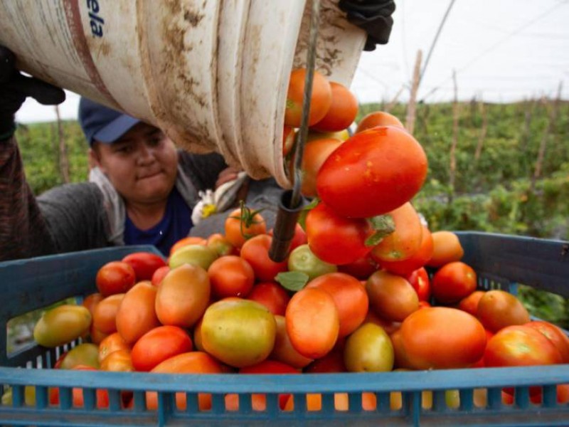 Sin graves alteraciones precio de exportación del tomate, asegura economía