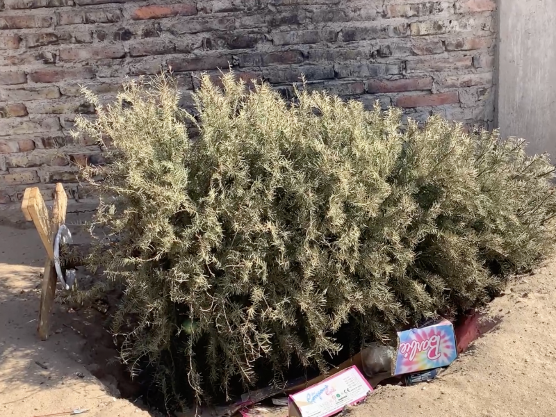 Sin habilitar contenedores para pinos navideños