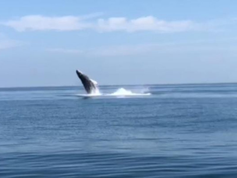 Sin incidentes por presencia de ballena en Topolobampo