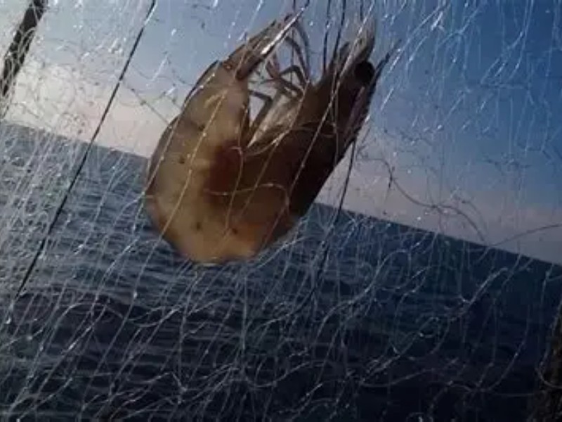 Sin levantar actas elementos de SeMar embargan chinchorros a pescadores
