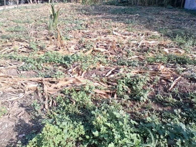 Sin lluvia se perdió la cosecha, dicen campesinos en Coahuayutla