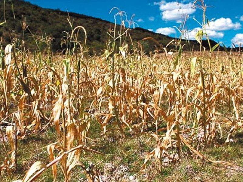 Sin lluvia, se pondrá crítica la situación para el campo