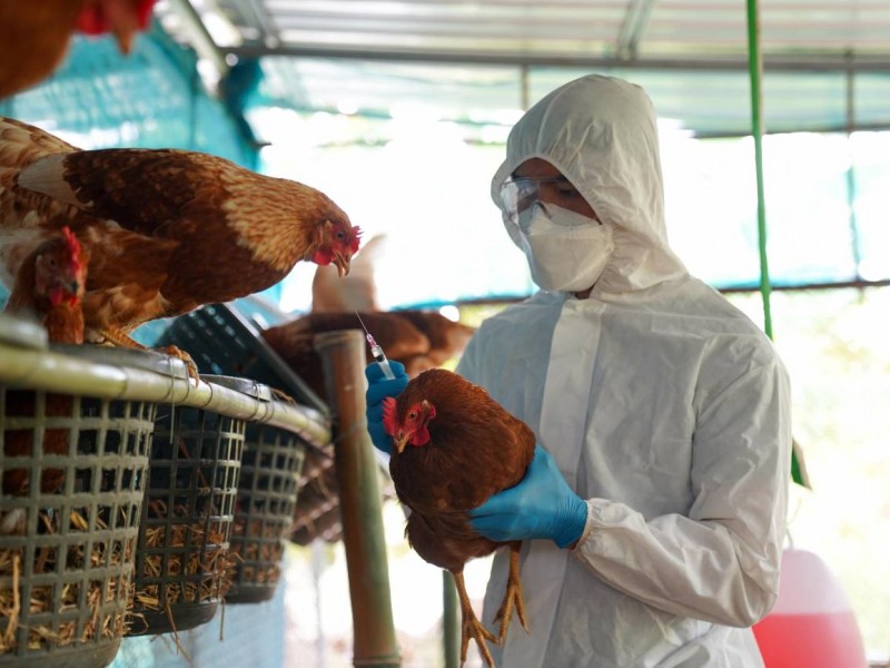 Sin peligro de gripe aviar en Jalisco
