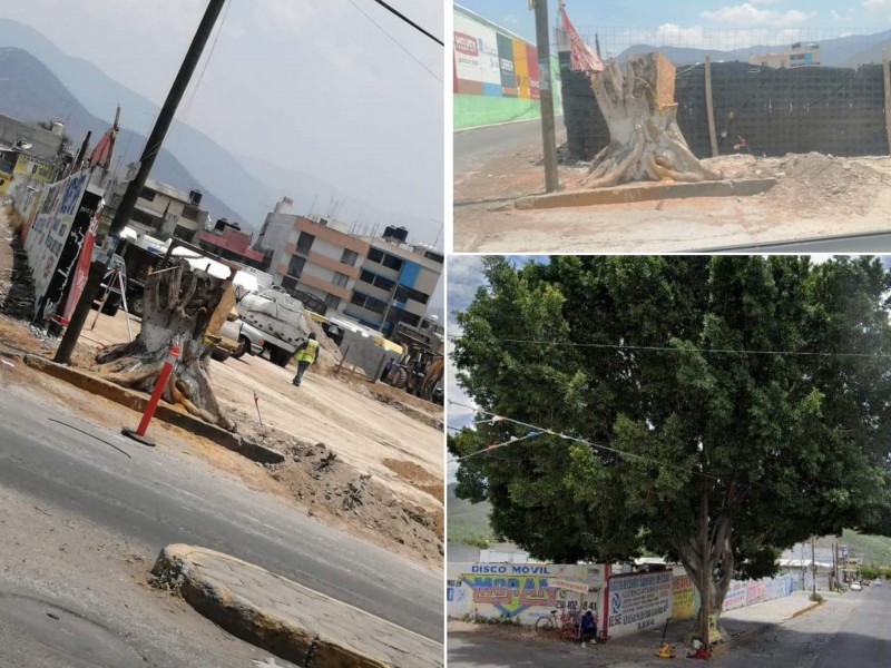 Sin permiso se realizó derribo de árbol de 40 años