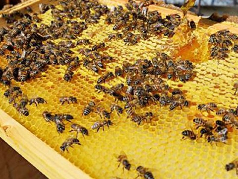 Sin poderse reponer apicultura en Michoacán