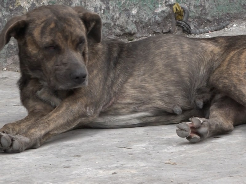 Sin predio para nuevo Centro de Bienestar Animal, esperan propuestas