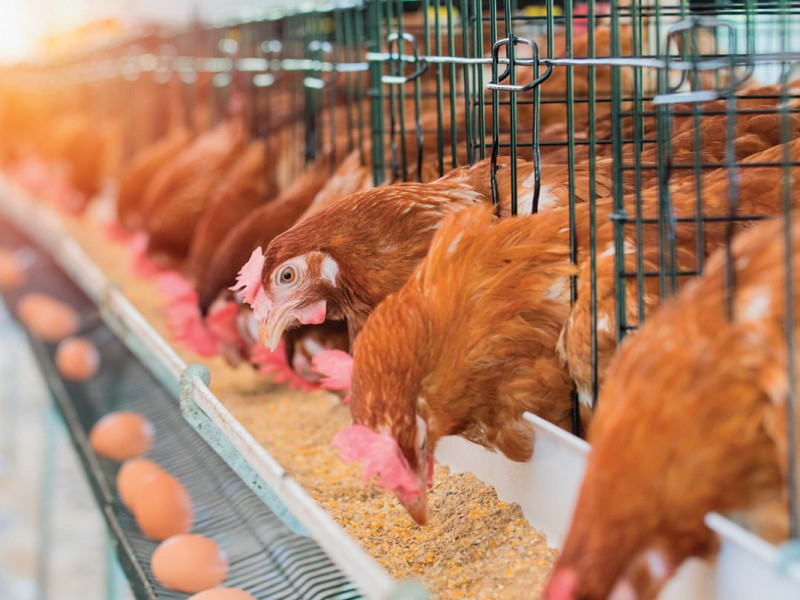 Sin presentarse casos de gripe aviar en Sonora
