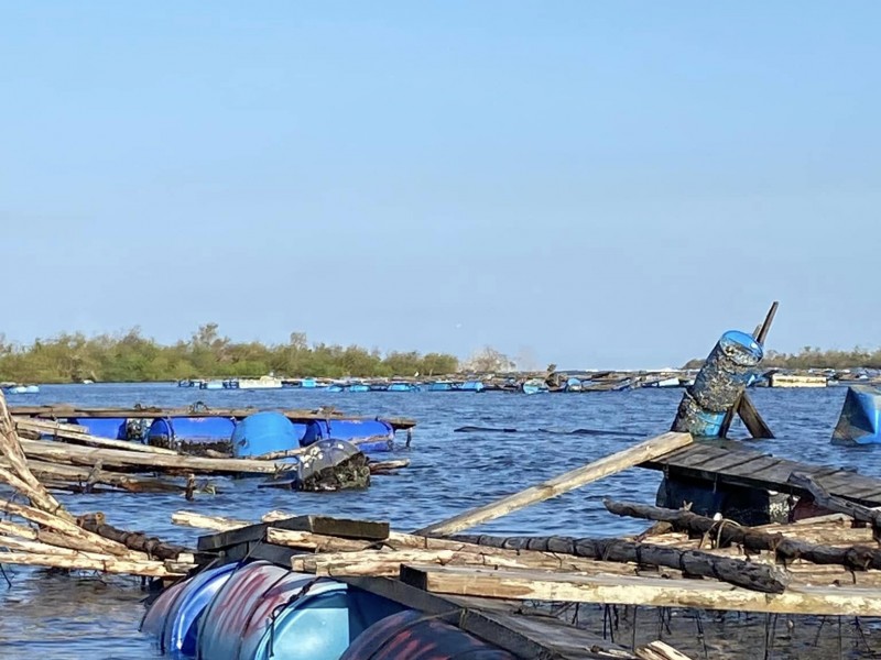 Sin producción de ostión en Nayarit hasta marzo