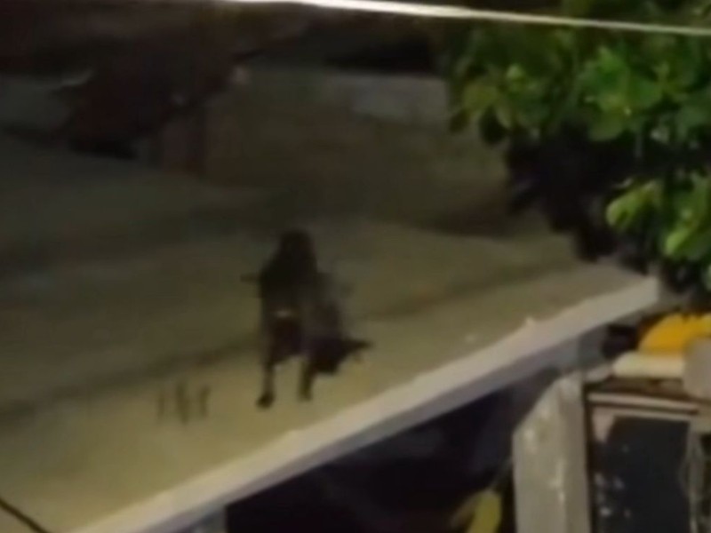 Sin refugio, perro soporta sol y lluvia en Topolobampo