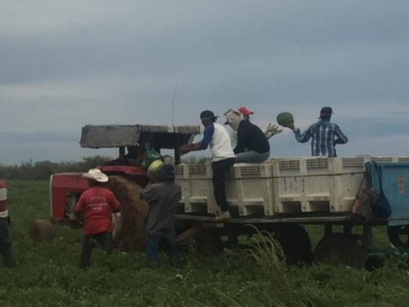 Sin reporte de daños en campos agrícolas tras bajas temperaturas