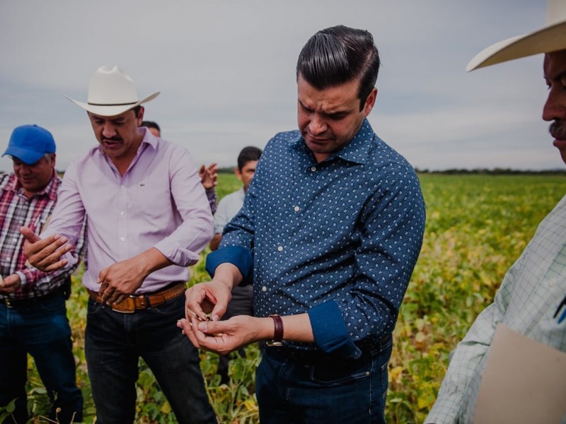 Sin riesgo producción de frijol en Nayarit; Antonio Serrano