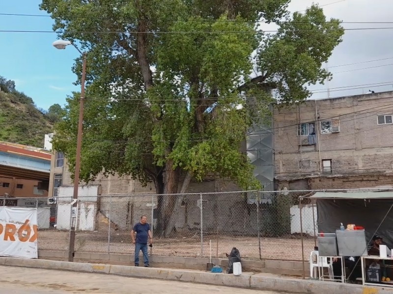 Sin trámite de permisos en predio de árbol centenario