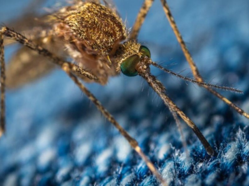 Sin tregua casos de dengue en Jalisco