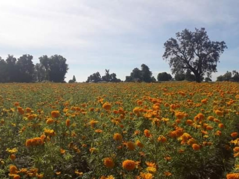 Sin venta de flor, productores de flor de Acatzingo