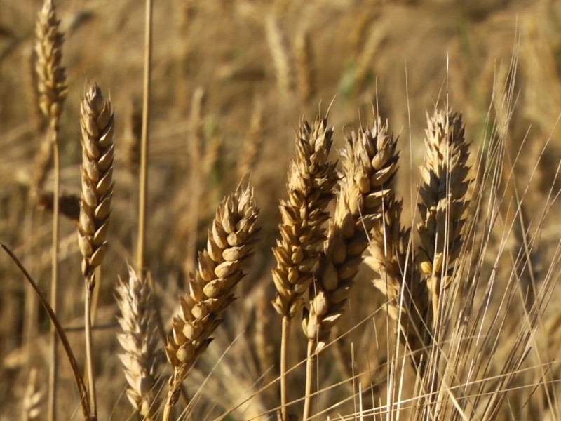 Rocha ofrece apoyo de 400 pesos por tonelada a trigueros