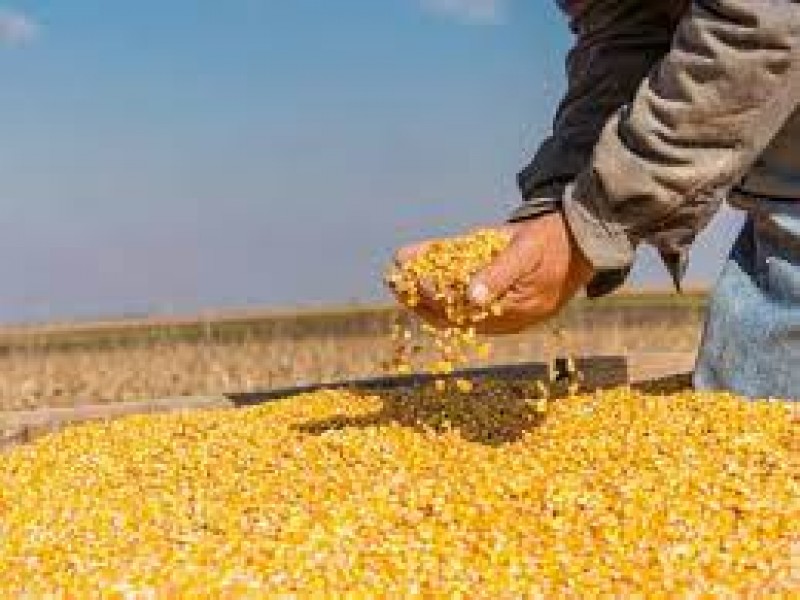 Sinaloa aportará 70o mil toneladas a reserva estratégica de maíz