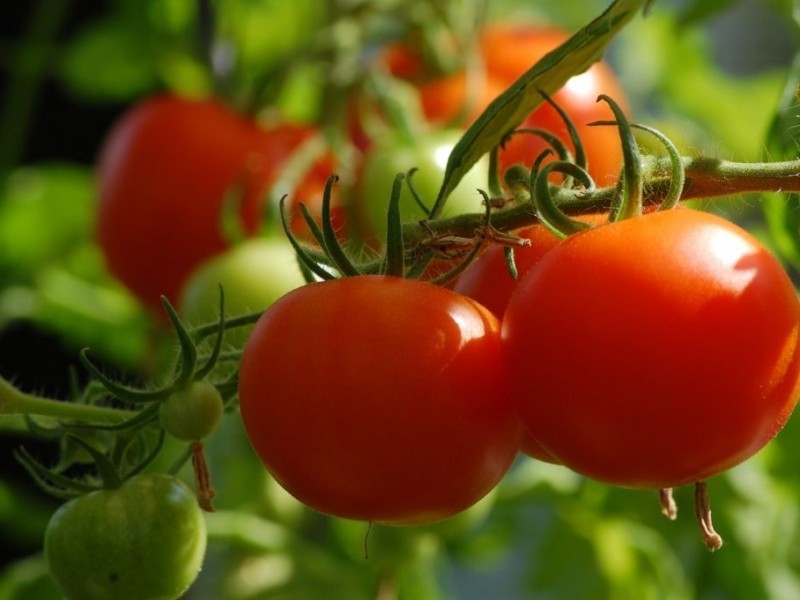 Sinaloa debe explorar otros mercados para el tomate ante aranceles de EUA