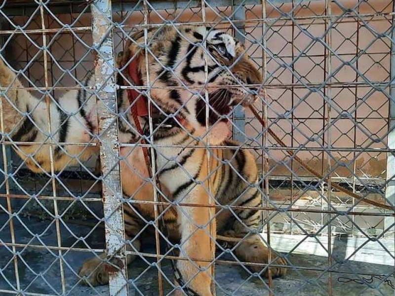 Sinaloa: Hombres abandonan armas, camionetas y un tigre de bengala