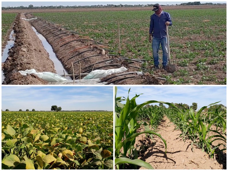 Sinaloa lidera producción agrícola nacional, pero enfrenta desplome económico sin precedentes