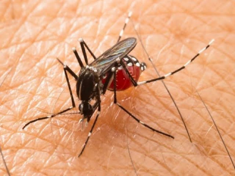 Sinaloa reporta 130 casos de dengue en 2024