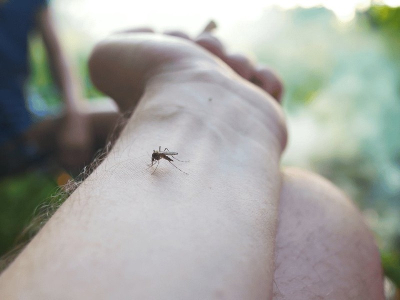 Sinaloa suma 1 mil 100 casos de dengue en 2025 Sinaloa suma 1 mil 100 casos de dengue en 2025