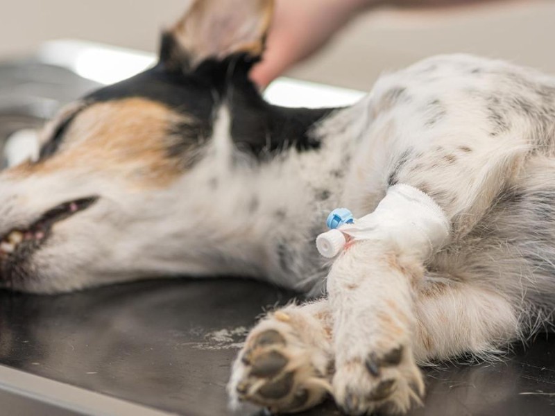 Síndico Municipal de Villa García presenta denuncia por envenenamiento masivo de perros