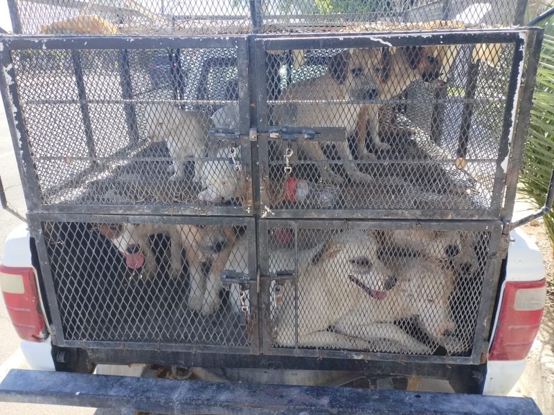 SLRC: Rescatan a 25 perros de maltrato animal