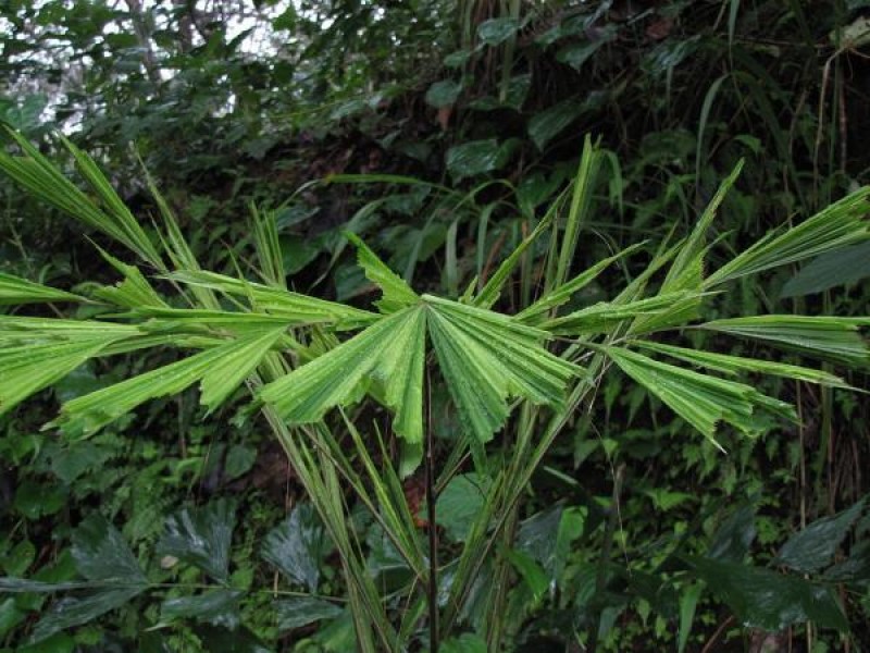 Sobre explotación amenaza flora de Chiapas