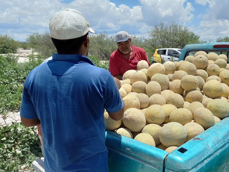 Sobre producción de melón, perdida para productores de Tlahualilo, Durango