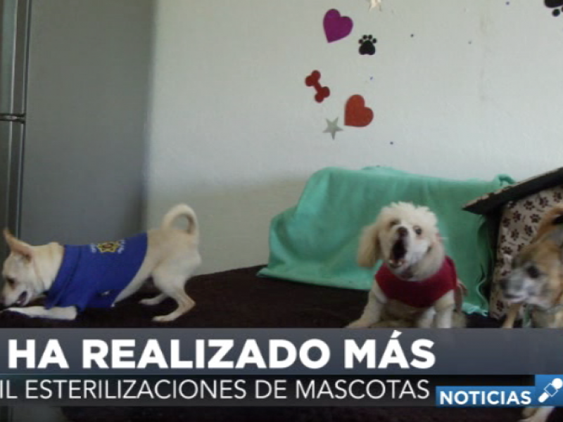 Sobrepoblación Canina Problema de Salud en Los Cabos