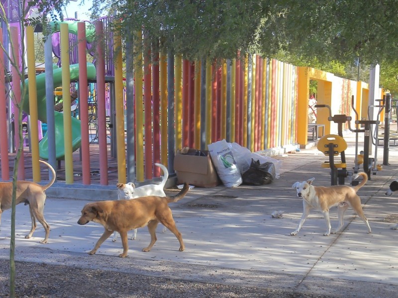 Sobrepoblación canina y felina en Hermosillo es de 125 mil