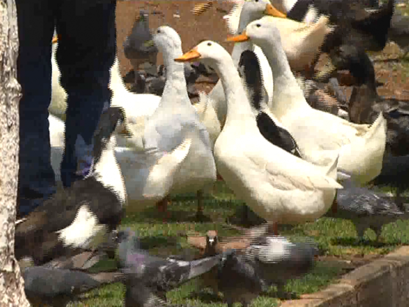 Sobrepoblación de patos y gansos en el parque La Encantada