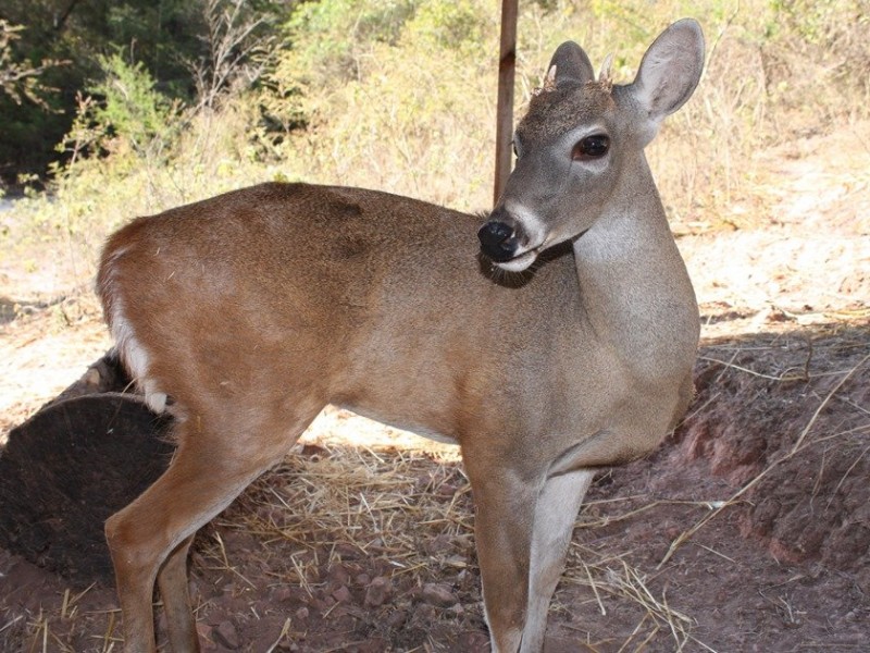 Sobrepoblación de venado en Reserva El Zapotal, un problema ambiental