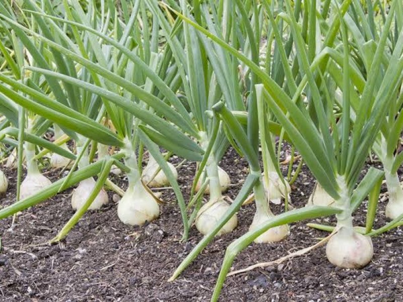 Sobreproducción de cebolla afecta economía de productores agrícolas