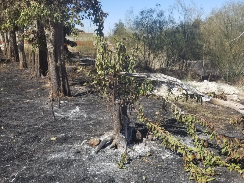 Sobreviven eucaliptos a incendio en La Sauceda
