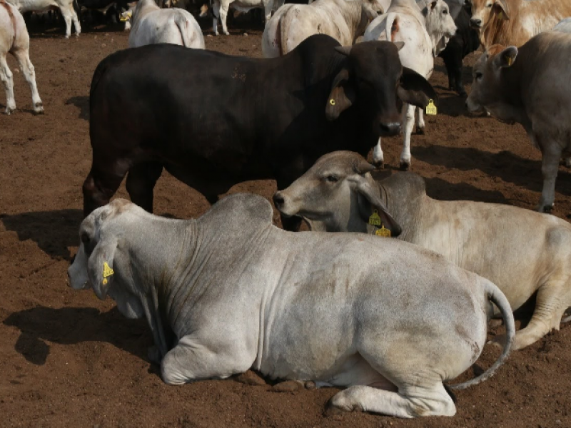 Socas de hortalizas y pasturas de frijol favorecen a ganaderos