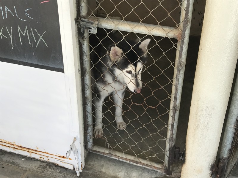 Sociedad Humanitaria pide no regalar mascotas en Navidad