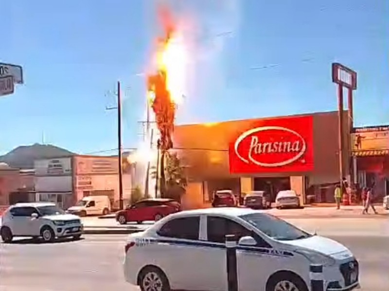 Sofocan incendio de palmera frente a comercio en Cabo San Lucas Sofocan incendio de palmera frente a comercio en Cabo San Lucas