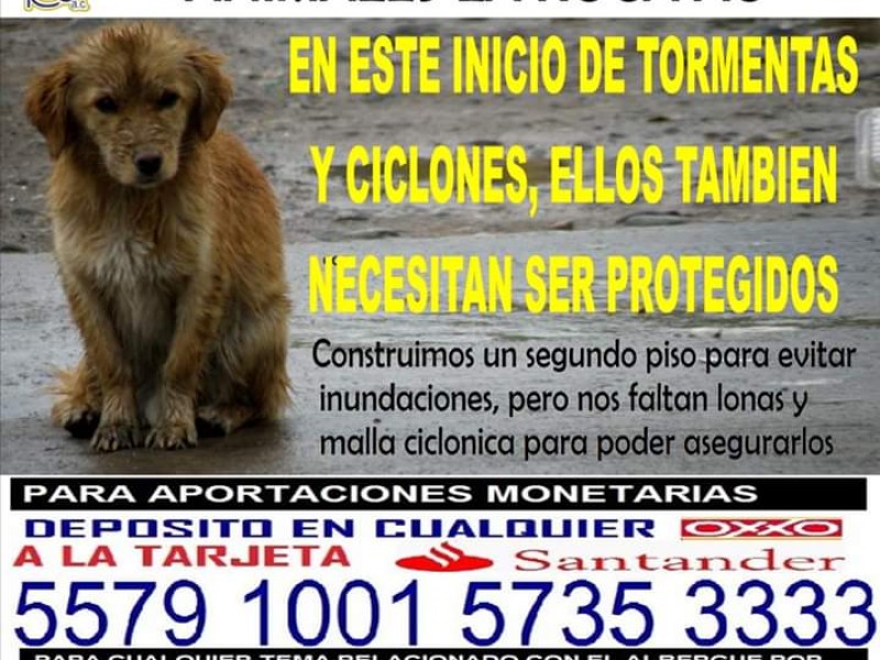 Solicitan apoyo para albergue de animales 