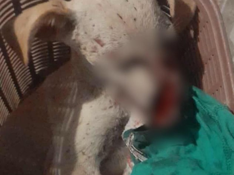 Solicitan apoyo para gastos médicos para mascota agredida por cobrador