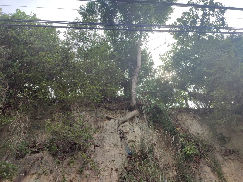 Solicitan apoyo para retirar árbol en la López Mateos