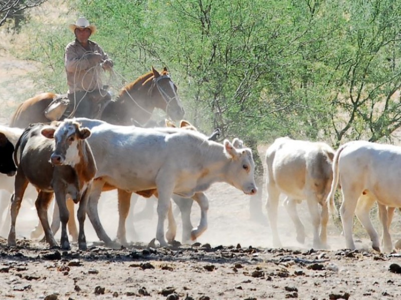 Solicitan programa emergente por sequía para ganaderos de Sonora