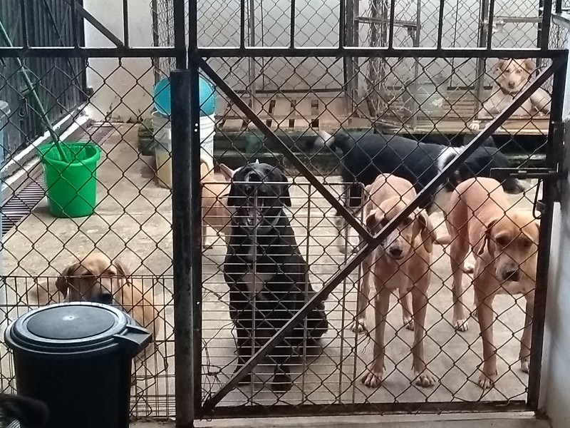 Solicitan voluntarios en albergue canino